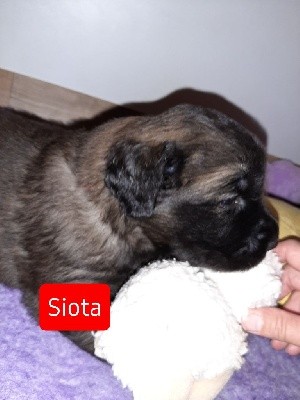 CHIOT