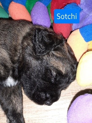 CHIOT