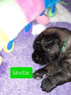 CHIOT