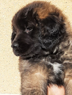 CHIOT