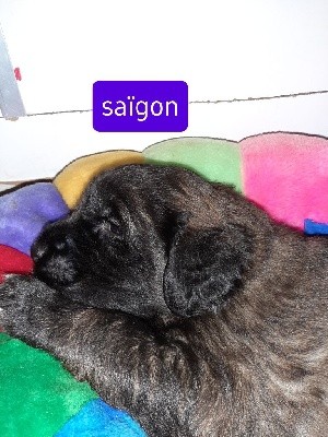 CHIOT
