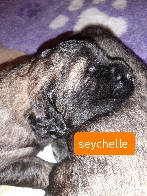 CHIOT